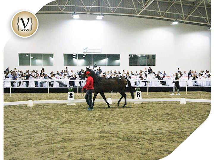 Η δεύτερη δημοπρασία καθαρόαιμων ίππων στα πλαίσια της αναγέννησης των ιπποδρομιών