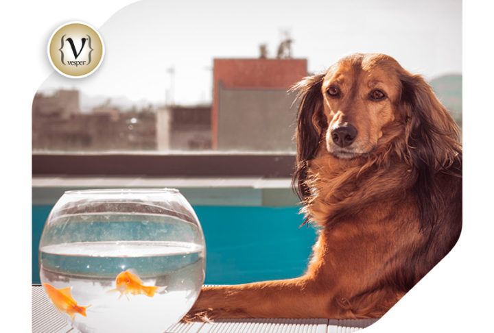 Η γλυκιά Roxy επιστρέφει στη νέα της φιλοζωική ταινία