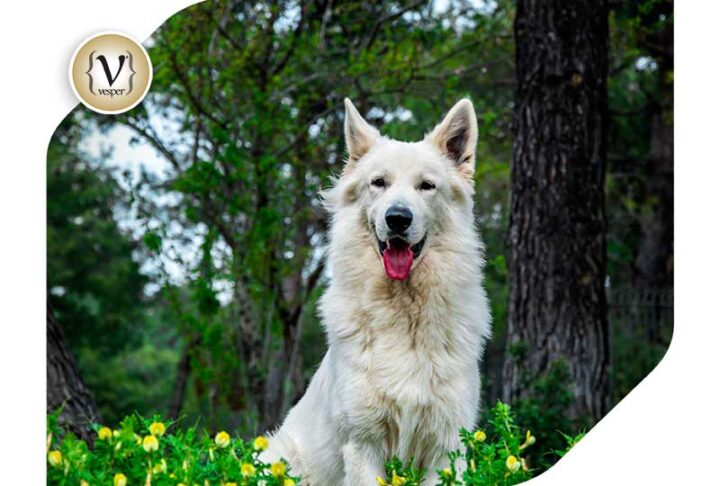 FORESTland, ένα όνειρο που έγινε πραγματικότητα!