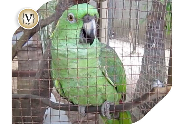 Internet's Best : Parrot that cries like a baby!